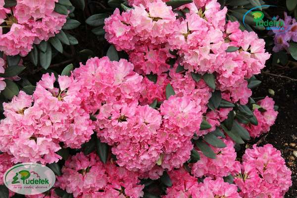Rhododendron Sonatine